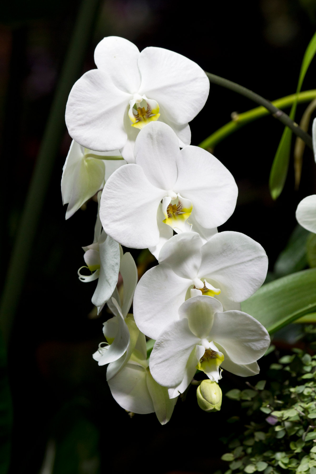 Орхидея Фаленопсис Эллен 3 ст отзывы