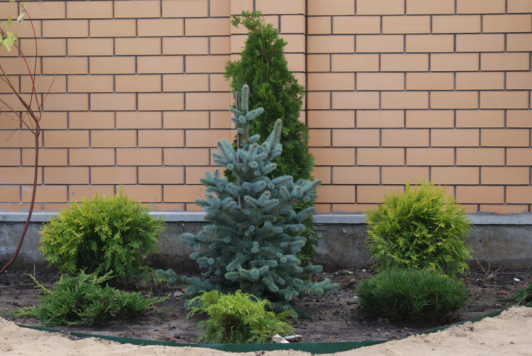 Ель голубая Маунтин Блю Picea pungens Blue Mountain