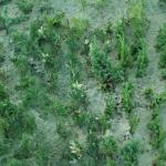 укоренённые черенки хвойных